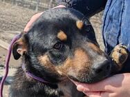 Süße ♥Stella♥ treuer Schatz auf 4 Pfoten - Hamburg