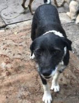 Vika - Mönchengladbach