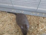 Degu Weibchen Merida - Berlin Lichtenberg