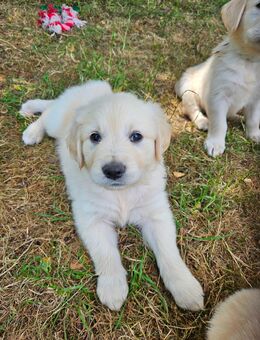 Golden Retriever Welpen - Kalefeld