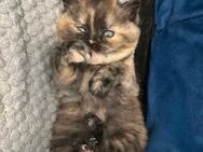 🐾 Wunderschöne BKH/Perser-Mix Kitten – Erster Wurf in liebevolle Hände abzugeben - Ibbenbüren