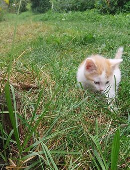 Kleine Kätzchen (Hauskatze/Norwegische Waldkatze) abzugeben - Lengefeld