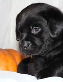 Labrador Welpen in 45665