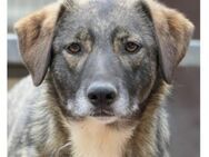 ruhige FAWN sucht ihre Herzensfamilie - Kallmünz