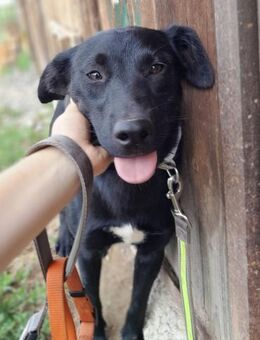 SAJA - freundlich, sanft, lebensfroh - Linden (Hessen)