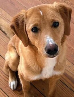 Livi sucht ihr Forever Home. - Oberhausen