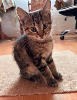 Mercedes - Kitten, Katze - Höchst (Odenwald)