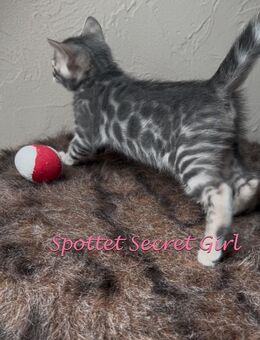 Sehr seltene Blue Bengal Katze - Bad Oeynhausen