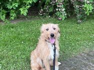 Matilda sucht Zuhause - Hamm