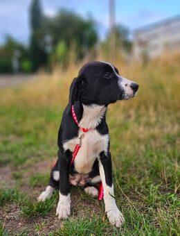 Labrador Mischling Marylin - Ollendorf
