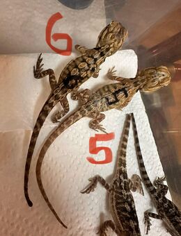 Bartagamen pogona vitticeps leatherback NZ 5.25 zu verkaufen - Langen (Hessen)