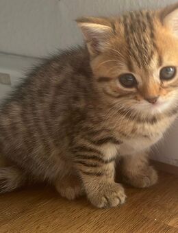 Wunderschöner männlicher BKH-Mix mit Bengal-Anteil sucht liebevolles Zuhause - Ulm