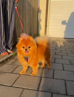 Zwergspitz Hündin, 11 Monate, EU-Pass, gechipt, Stammbaum - Berlin Neukölln