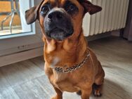 Mischlingsrüde sucht nette Hundedame - Magdeburg Zentrum