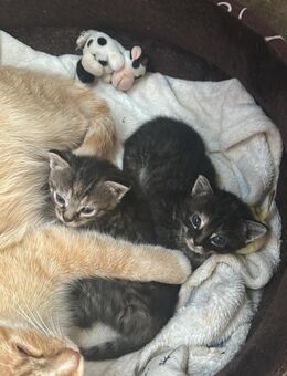 Katzenkind Kitten in liebevolle Hände abzugeben - Burgpreppach