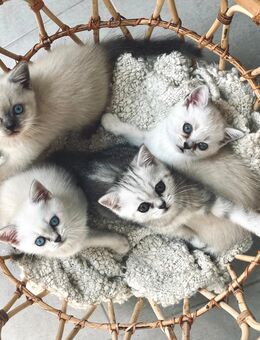 Wunderschöne BKH Britisch Kurzhaar Kitten - Biedenkopf