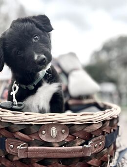 Border Colli/Harzer Fuchs Welpe Rüde, Mama Border - Papa Border/Harzer Fuchs - Plaaz