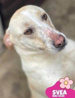 Svea- Familie gesucht - Nürnberg