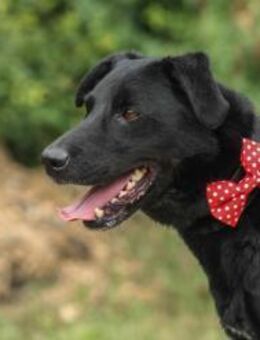 Zorro Labrador Mix Rüde 9 Jahre in HU - Reutlingen