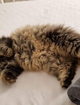 Britisch Langhaar Katze - Thedinghausen