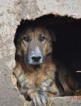 Angus - so ein lieber Schatz - Dreikirchen