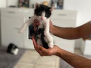 Baby Katzen/Kitten zu verkaufen - Brechen