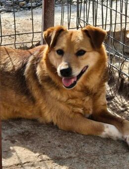 AJANA sucht liebevolles Zuhause - Neuberg