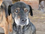 Senior Edward sucht Dich - Kallmünz