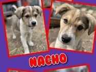 Nacho- bald auf Pflegstelle! - Nürnberg