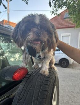 Max, fröhlicher Shih Tzu, geb. 2019 - Remagen