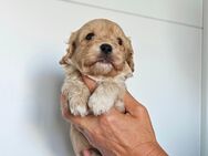 Cavalier King Charles/Toypudel Welpen Cavapoo Mini Pudel Doodle - Erfurt