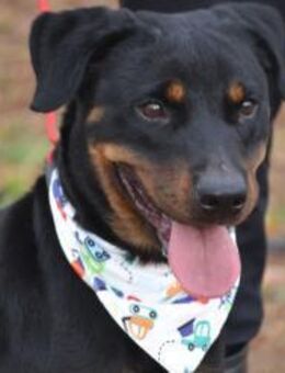 Lua ist eine eher kleine Rottweilerin - Tübingen