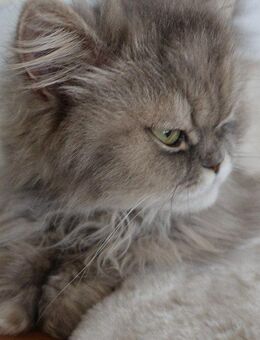 Gepflegte Perser Katze Mädchen abholbereit - Ramsen CH