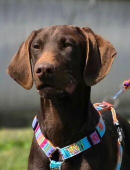 Ben - junger Viszlar Mischling - Linden (Hessen)