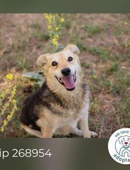 Chip 268954: Sucht ein Zuhause - Kirchzell