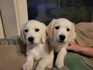 Golden Retriever welpen eine Hündin