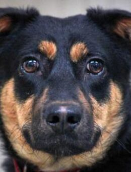 Wer möchte Rica ein neues Zuhause geben - Dittelbrunn