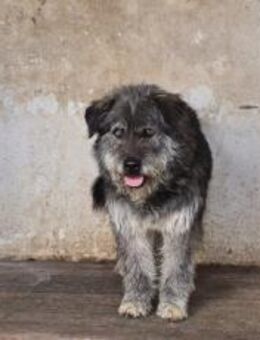 Rubert wartet auf seine Menschen - München