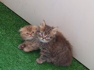 Kater - Unterschleißheim