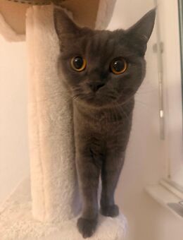 Britisch Kurzhaarkatze (1 Jahr alt) – verspielt & verschmust - Liederbach (Taunus)