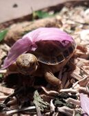 Griechische Landschildkröten in 37619