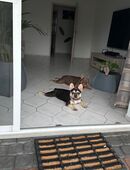 Französische Bulldogge, Fridolin, in gute Hände abzugebeb in 64859