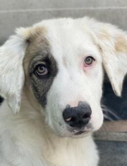 Arco, geb. ca. 02/2024, GRIECHENLAND - Markdorf