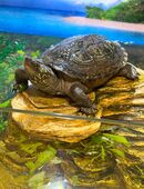 Chinesische Dreikielschildkröte in 48429