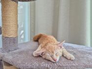 Baby Kater in gute Hände abzugeben - Friedberg