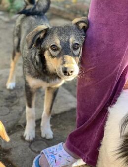 Snowflake sucht ihr großes Glück - Celle