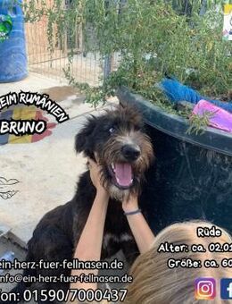 BRUNO - sensibel, sanft und liebevoll - Waakirchen