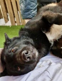Blacky ist verspielt und verschmust - Koblenz