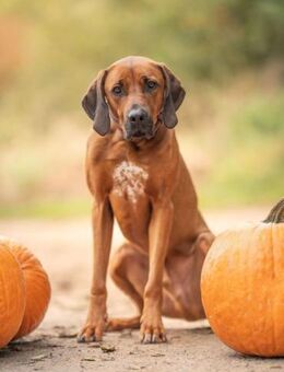 Nilo sucht sein Zuhause - Nack