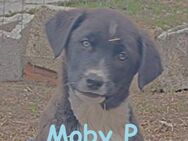 Moby P - 10 Babies und Mama in Not - Mettmann